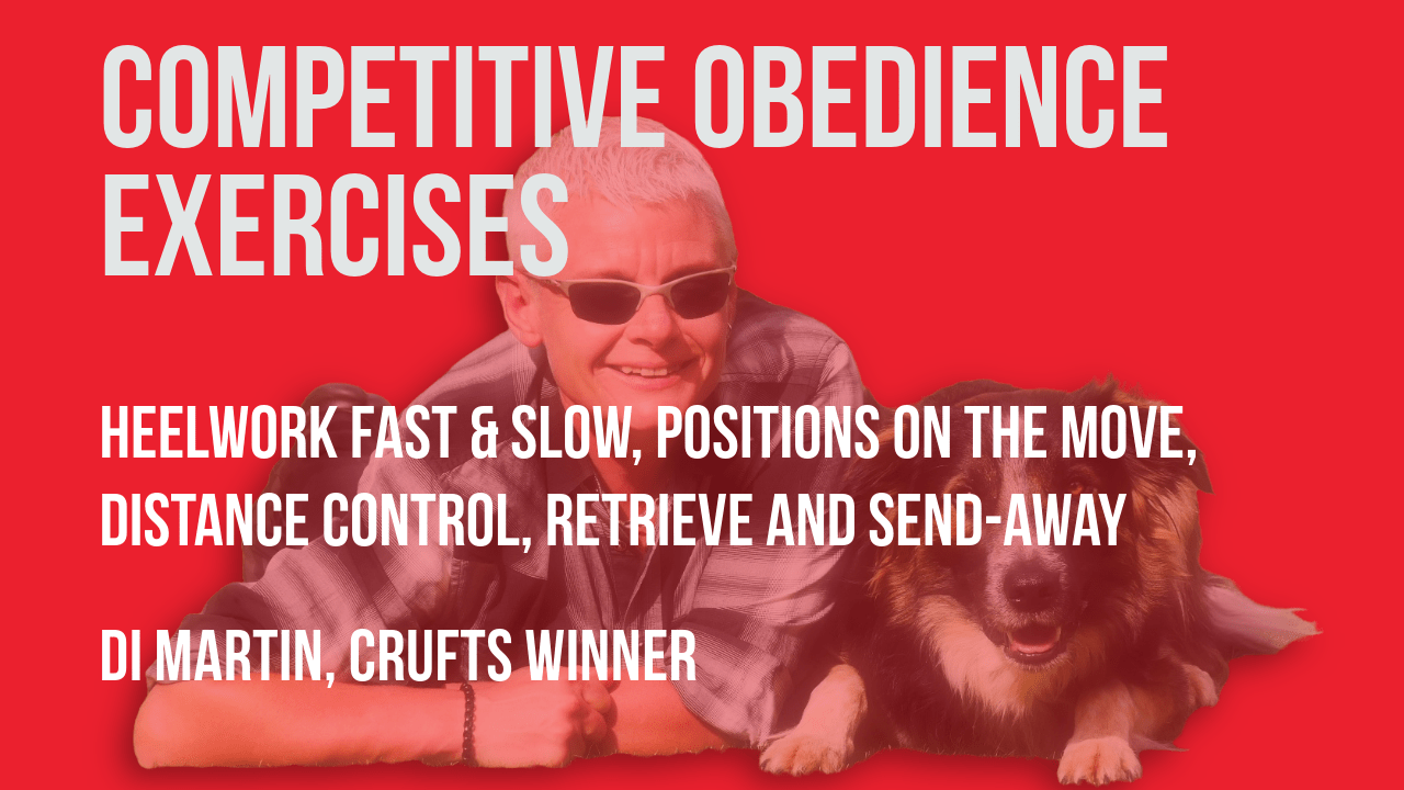 Competitive Obedience Exercises