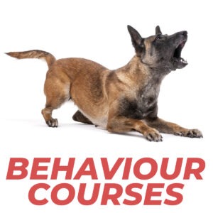 behaviour courses category thumbnail - Online dog training